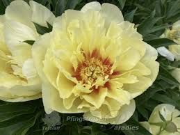 Image result for Pfingstrose