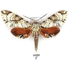 Attēlu rezultāti vaicājumam “Sphingidae”