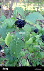 Attēlu rezultāti vaicājumam “Eleutherococcus sessiliflorus”