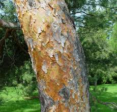 Attēlu rezultāti vaicājumam “Pinus sylvestris”