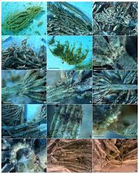 Attēlu rezultāti vaicājumam “Chara filiformis”