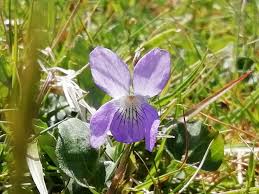 Attēlu rezultāti vaicājumam “Viola riviniana flower”