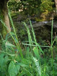 Attēlu rezultāti vaicājumam “Elymus caninus”