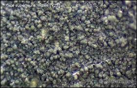 Attēlu rezultāti vaicājumam “Leptogium saturninum”