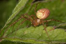 Attēlu rezultāti vaicājumam “Metellina segmentata”