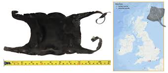 Image result for Rostroraja alba