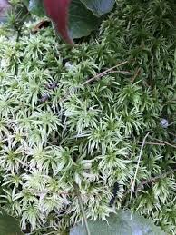 Attēlu rezultāti vaicājumam “Sphagnum tenellum”