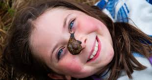 Image result for World Snail Racing Championships