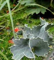 Attēlu rezultāti vaicājumam “Eryngium maritimum”