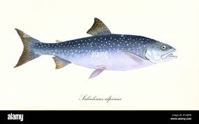 Image result for Salvelinus alpinus oquassa
