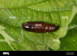 Attēlu rezultāti vaicājumam “Aleurochiton aceris nymph”