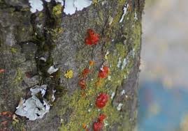 Attēlu rezultāti vaicājumam “Anthostoma decipiens”