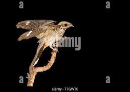 Attēlu rezultāti vaicājumam “Caprimulgus europaeus adult”