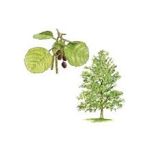 Attēlu rezultāti vaicājumam “Alnus glutinosa leaf”