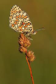 Attēlu rezultāti vaicājumam “Melitaea phoebe underside”