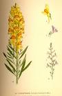 File:<b>Linaria</b> vulgaris nf.jpg