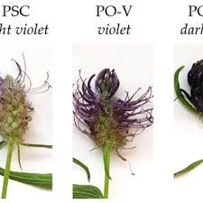 Attēlu rezultāti vaicājumam “Phyteuma spicatum fruit”