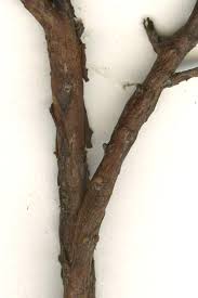 Attēlu rezultāti vaicājumam “Vaccinium uliginosum bud”