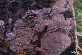 Attēlu rezultāti vaicājumam “Ceriporia excelsa”