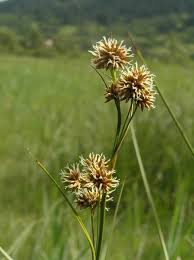 Attēlu rezultāti vaicājumam “Cladium mariscus leaf”