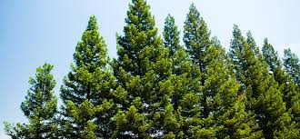 Attēlu rezultāti vaicājumam “Populus x petrowskyana”