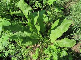 Attēlu rezultāti vaicājumam “Armoracia rusticana”