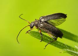 Attēlu rezultāti vaicājumam “Cortodera femorata”