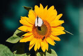 Attēlu rezultāti vaicājumam “Pieris brassicae male”