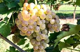 「リリアーナ・イル・グラツィオーソ・メルロー・トゥラン」の画像検索結果