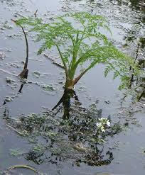 Attēlu rezultāti vaicājumam “Oenanthe aquatica fruit”