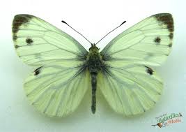 Attēlu rezultāti vaicājumam “Pieris napi male”