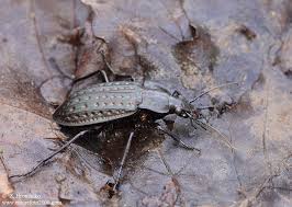 Attēlu rezultāti vaicājumam “Carabus clathratus”