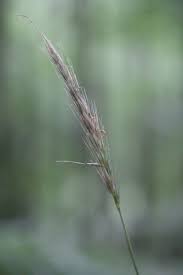 Attēlu rezultāti vaicājumam “Hordelymus europaeus leaf”