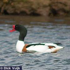 Attēlu rezultāti vaicājumam “Tadorna tadorna male”