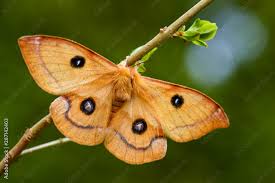 Attēlu rezultāti vaicājumam “Aglia tau”