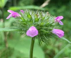 Attēlu rezultāti vaicājumam “Clinopodium vulgare fruit”