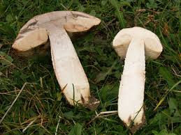 Attēlu rezultāti vaicājumam “Leccinum aurantiacum”