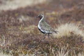 Attēlu rezultāti vaicājumam “Pluvialis apricaria adult”