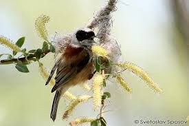 Attēlu rezultāti vaicājumam “Remiz pendulinus adult”