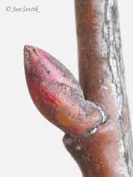 Attēlu rezultāti vaicājumam “Tilia cordata bud”