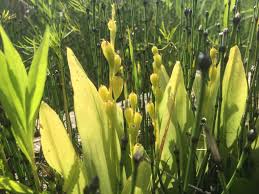 Attēlu rezultāti vaicājumam “Liparis loeselii bud”