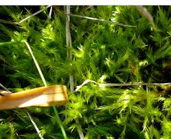 Attēlu rezultāti vaicājumam “Tomentypnum nitens”