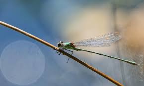 Attēlu rezultāti vaicājumam “Chalcolestes viridis”