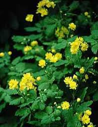 Image result for Chelidonium majus