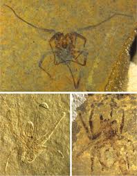 Attēlu rezultāti vaicājumam “Aranei”