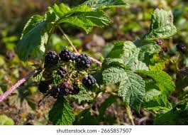 Attēlu rezultāti vaicājumam “Rubus caesius fruit”