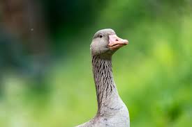 Attēlu rezultāti vaicājumam “Anser anser juvenile”