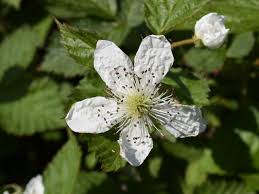 Attēlu rezultāti vaicājumam “Rubus plicatus flower”