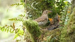 Attēlu rezultāti vaicājumam “Turdus philomelos nest”