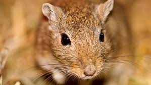 Image result for Gerbil